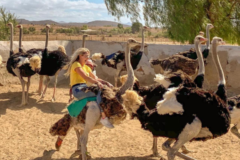 Nairobi: Ostrich Riding Experience