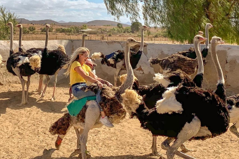 Nairobi: Ostrich Riding Experience