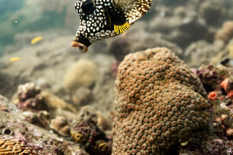Fun Dives in Tayrona National Park's Coral Reefs