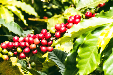 Medellin: Coffee Experience and Workshop