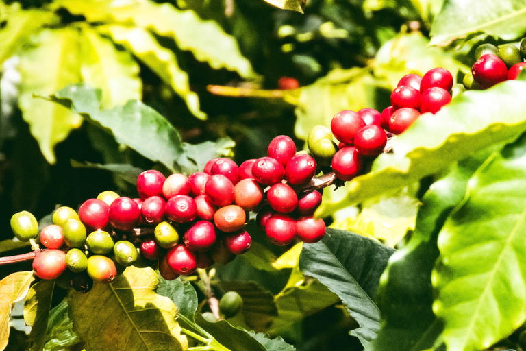 Medellin: Coffee Experience and Workshop