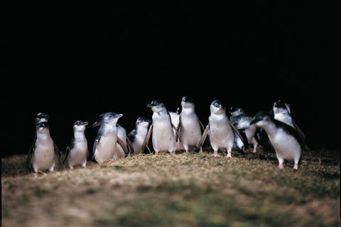 Au départ de Melbourne : Visite de Phillip Island et de la parade des pingouins