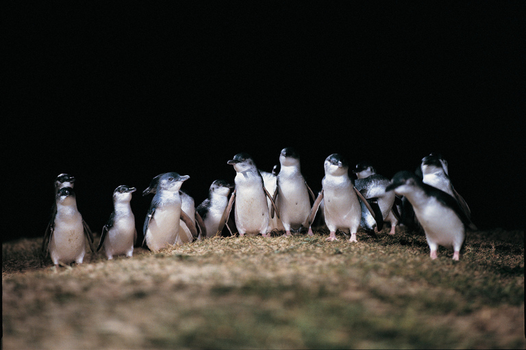 De Melbourne: Excursão de um dia para Phillip Island e Penguin Parade