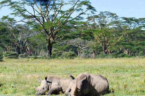 Safari de luxe de 4 jours au Masai Mara et au lac Nakuru