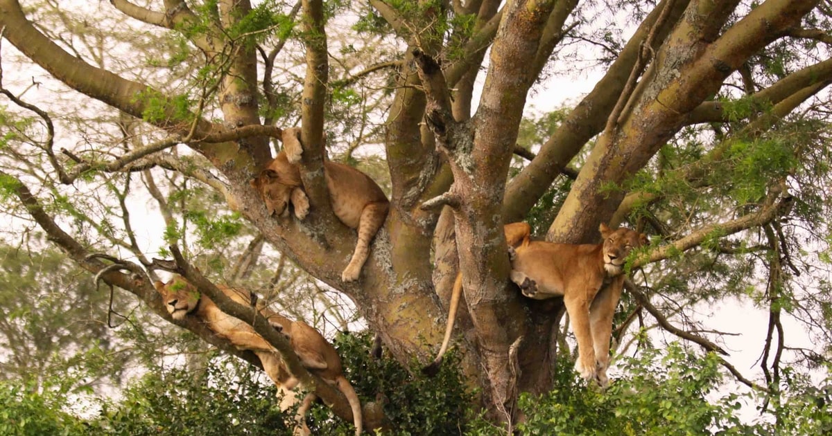 Dni Z Buszu Na Pla Safari W Tanzanii I Pla A Na Zanzibarze