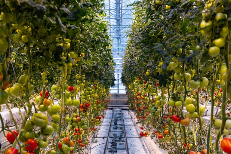 Private Golden Circle: 6 Stops & Tomato Farm Tour 1-3 People (SUV / Van)