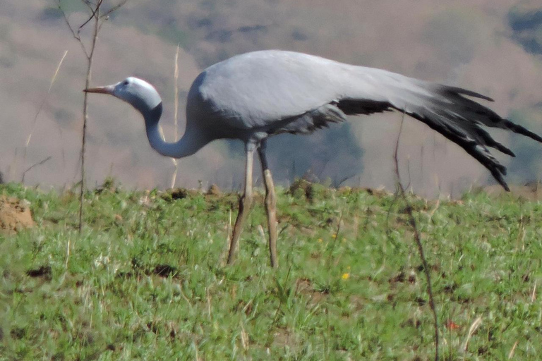 Afternoon Safari from Durban