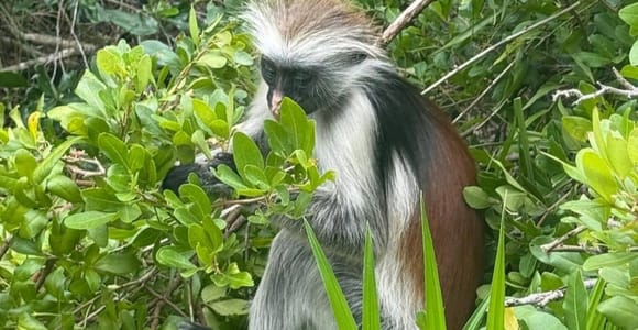 ZANZIBAR: Jozani forest Golden Monkey and Mangrove forest