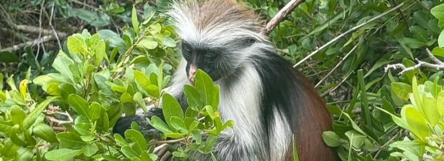 ZANZIBAR : Forêt de Jozani, singes dorés et forêt de mangroves