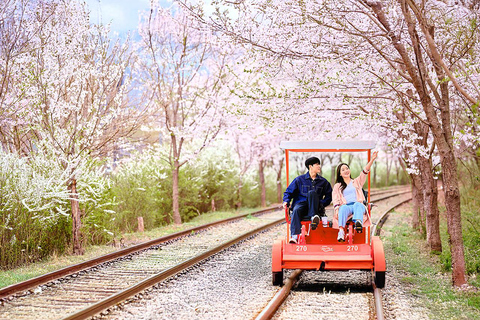 Cherry Blossom Tour from Seoul: Nami, Rail Bike & Alpaca C. Cherry Blossom B + Nami Island