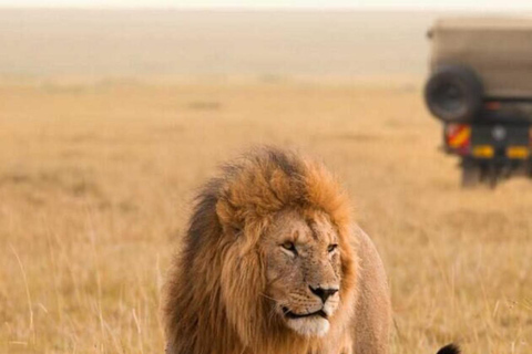 Nairobi National Park: Small-Group Sunrise Game Drive Safari