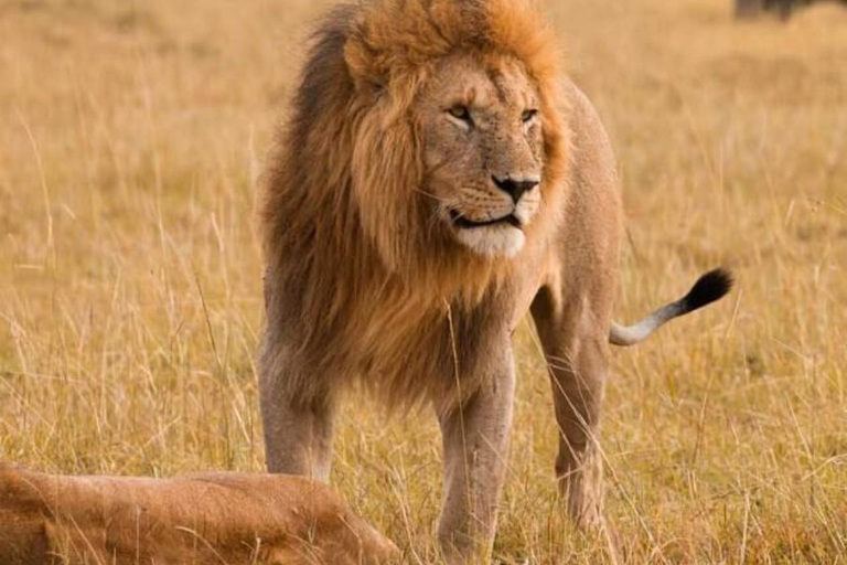 Nairobi National Park: Small-Group Sunrise Game Drive Safari