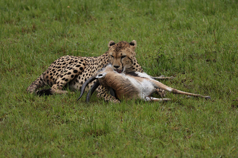 Nairobi: 8-Day Big Five, Culture & Photo Safari Nairobi: 8-Day Big Five, Culture & Photo Safari