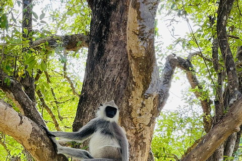 Wild Elephant Safari Tour Minneriya, Kaudulla & Hurulu ECO Start from Dambulla