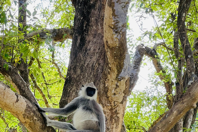 Wild Elephant Safari Tour Minneriya, Kaudulla & Hurulu ECO Start from Dambulla