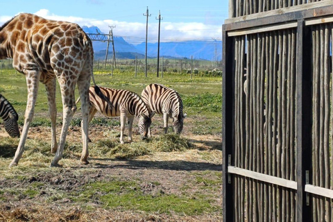 Cape Town: Wine Tasting, Giraffe House and Cheetah Encounter