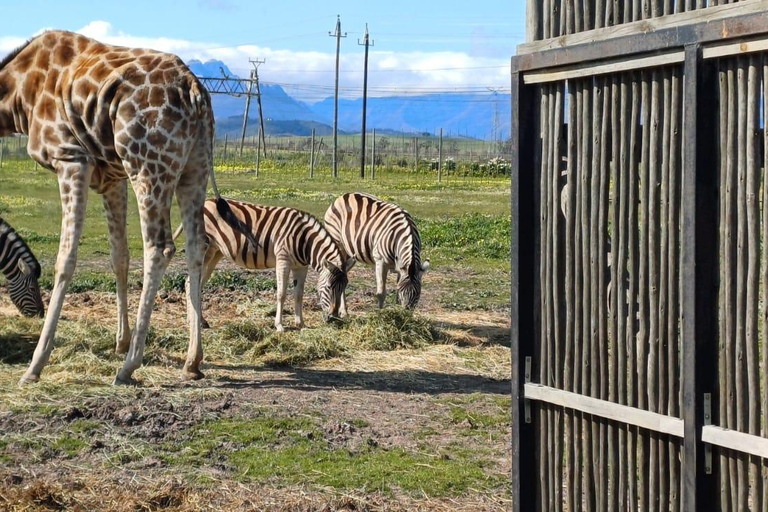 Città del Capo: degustazione di vini, casa delle giraffe e incontro con il ghepardo