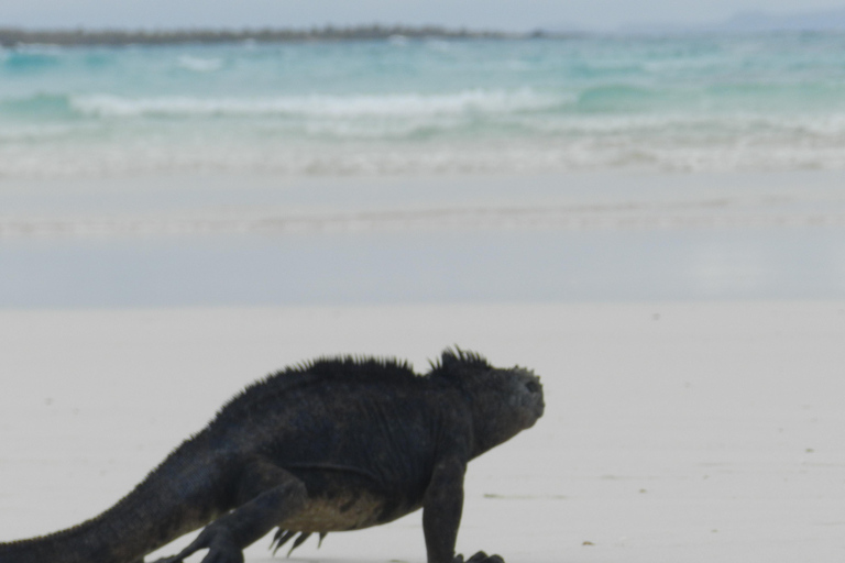 Galapagos Islands - Santa Cruz - 4 days all inclusive ENGLISH GUIDE Santa Cruz - 4 days all inclusive GALAPAGOS ISLANDS