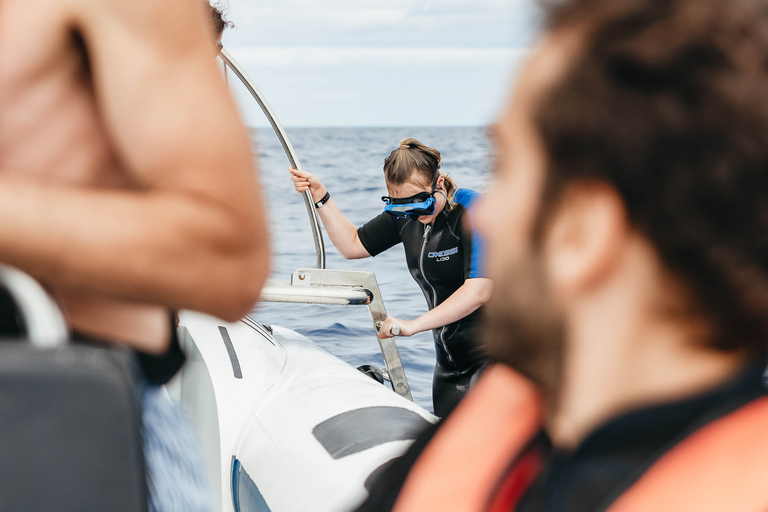 Depuis Funchal : Aventure avec les dauphins en bateau rapide