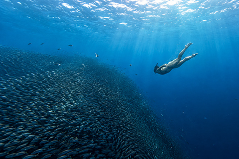 Cebu: Swim with Gentle Giants, Twin Falls & Sardine Run