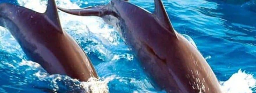 ZANZIBAR : île de Mnemba, plantation d'épices et forêt de Jozani