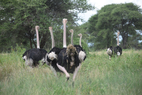 7 Tage Komfort-Mittelklasse-Safari 3 Nächte Serengeti