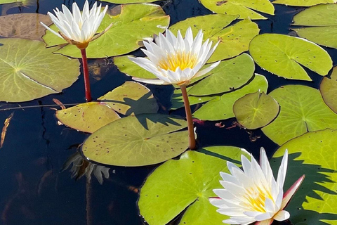 Delta de l'Okavango : 1 journée d'excursion en mokoro/canoë tout compris