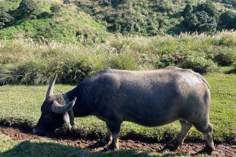 Taipei : visite à pied de Yanmingshan - prairie de Qingtiangang