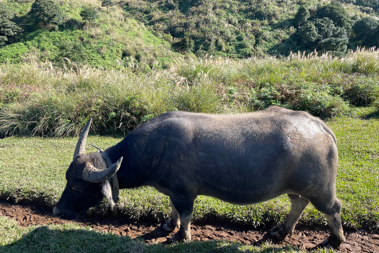 Tajpej: Wycieczka piesza Yanmingshan - Qingtiangang Grassland