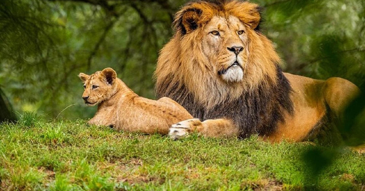 Da Nairobi: safari di 3 giorni a Naivasha e Nakuru - 2026 (recensioni ...