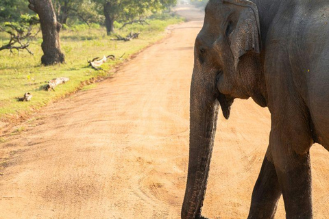 From Colombo/Negombo: Wilpattu Safari & Sigiriya Transfer Morning Session