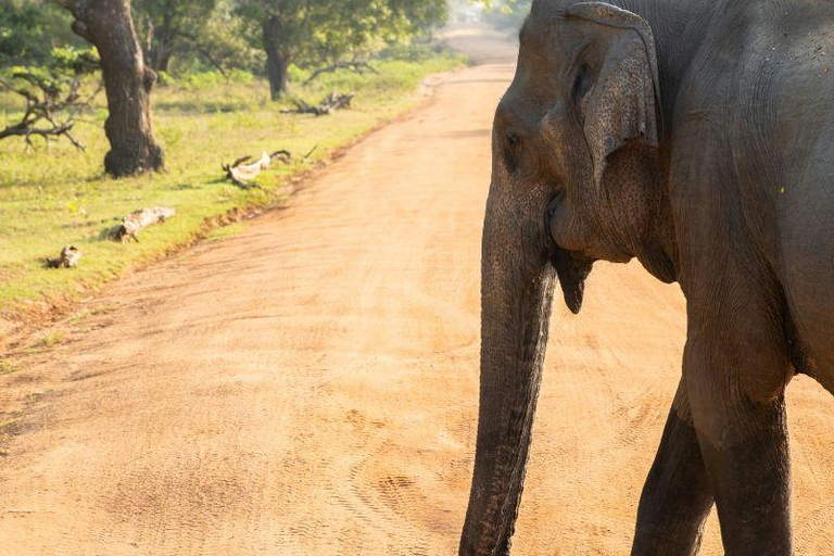 From Colombo/Negombo: Wilpattu Safari & Sigiriya Transfer Morning Session