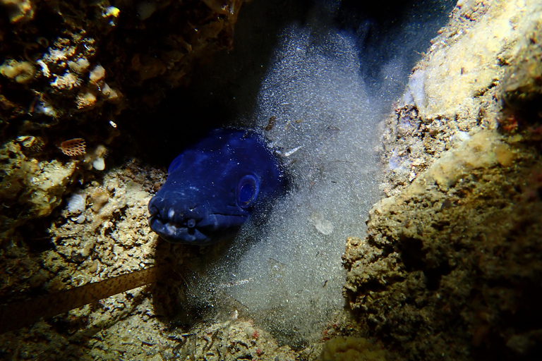 Menorca: 1 single dive (IMPORTANT: Certification REQUIRED)