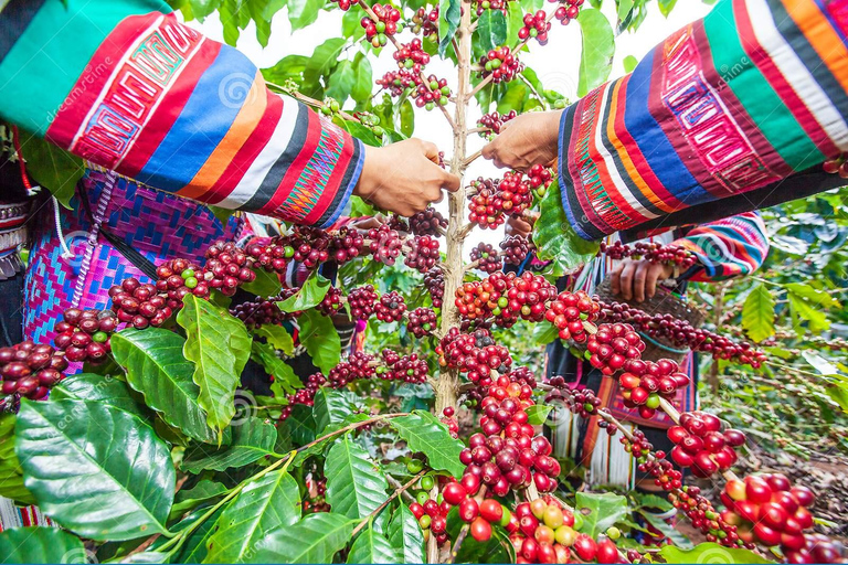 Nairobi - Kaffe Rundtur på Fairview Coffee Estate (provsmakning och upphämtning)