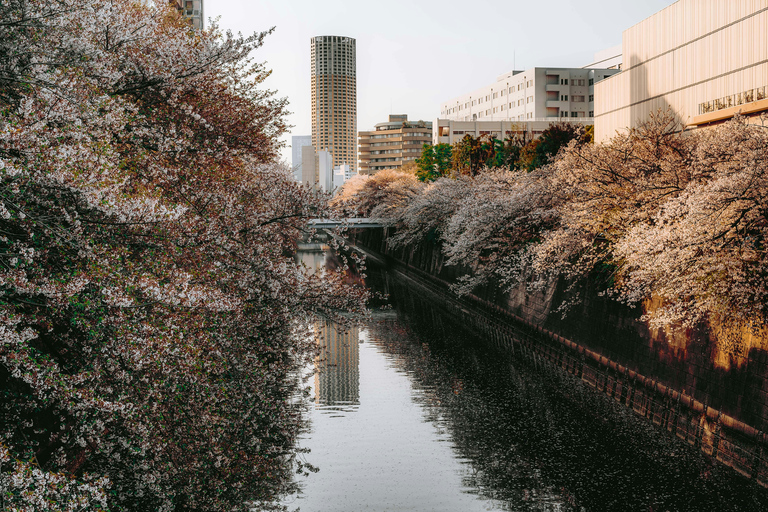 Tokyo Cherry Blossom Walking Tour & Hanami Experience
