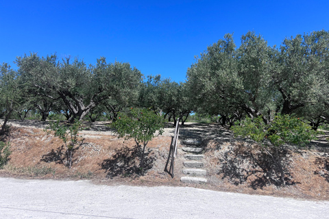 Crete Olive oil tasting ,wine, raki, and cretan food!