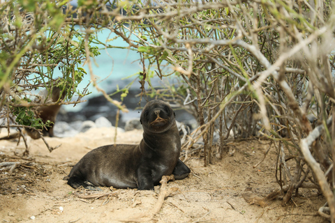 Galápagos Explorer: Santa Cruz & Isabela 6-Day Adventure