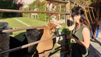 Arequipa Tour + Alpaca World - Housity