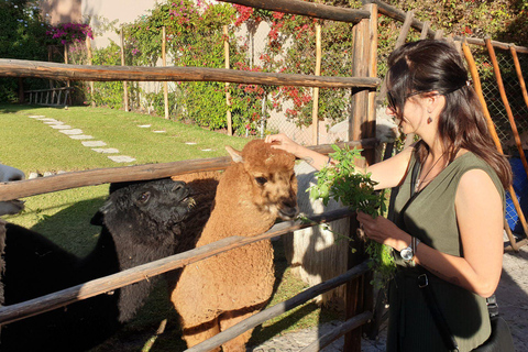 Tour em Arequipa + Mundo da Alpaca