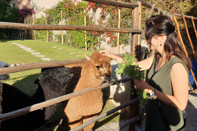 Tour em Arequipa + Mundo da Alpaca