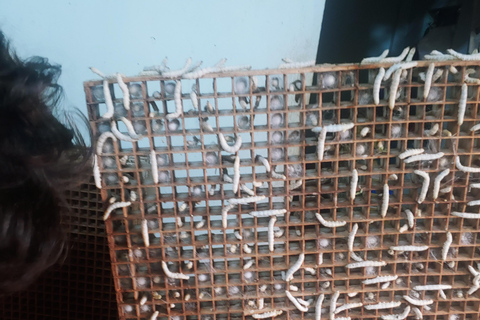 Dalat: piantagione di caffè, fabbrica di seta e tour culturaleDalat: tour tra piantagioni di caffè, fabbriche di seta e cultura