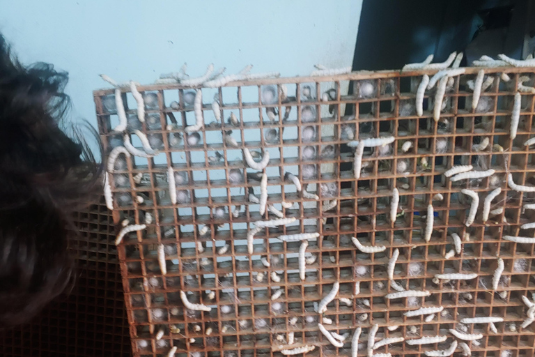 Dalat: piantagione di caffè, fabbrica di seta e tour culturaleDalat: tour tra piantagioni di caffè, fabbriche di seta e cultura