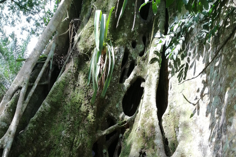 Accra: Aburi botaniska trädgårdar och vattenfall Privat tur