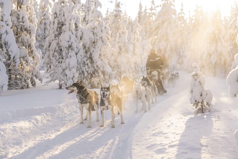 Rovaniemi: Husky-Safari auf einer verschneiten Spur