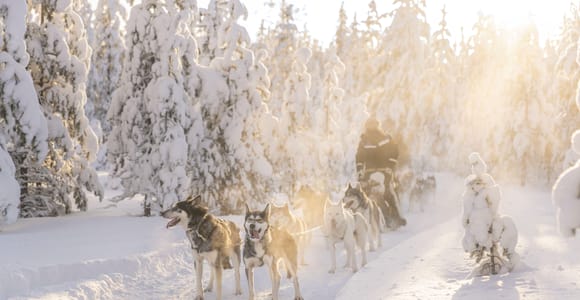 Rovaniemi: Husky Safari with 1, 5, 10 & 20 KM Options