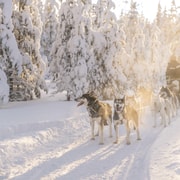 Rovaniemi: safari con huskies con opciones de 1, 5, 10 y 20 km