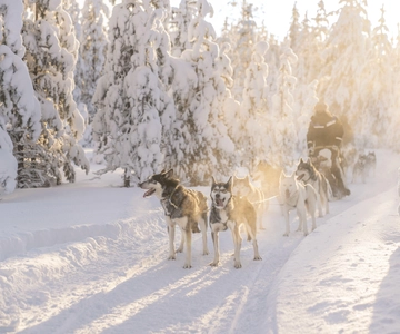 Rovaniemi: Husky Safari on a Snowy Trail