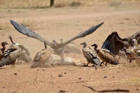 Safari Serenity: Utforska Tarangire nationalpark på en dag