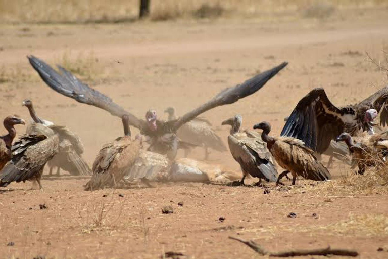 Safari Serenity:Exploring Tarangire National Park in Day