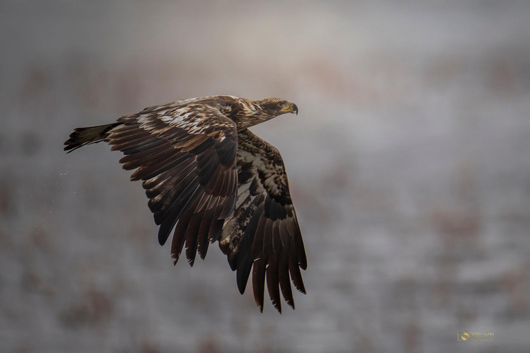 سانت جوزيف: جولة تصوير طيور النسر المائية في ميسوري